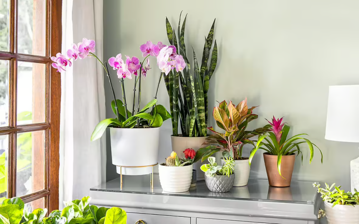 Best Indoor Plants for a Fresh Home Best Indoor Plants for a Fresh Home