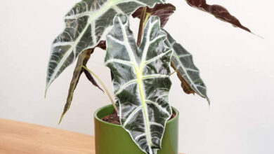 45 Pretty Indoor Plants Design For Your Interior Home – Page 2 ...