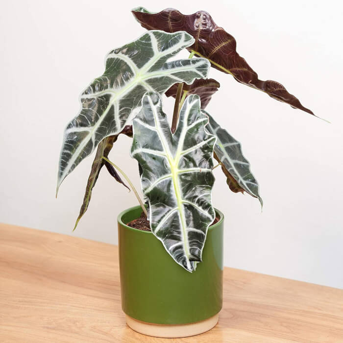 45 Pretty Indoor Plants Design For Your Interior Home – Page 2 ... 45 Pretty Indoor Plants Design For Your Interior Home – Page 2 ...