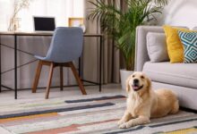 Pet interior decorating owners tips