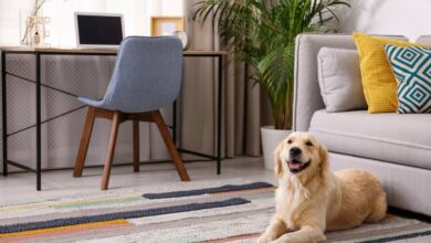 Pet interior decorating owners tips