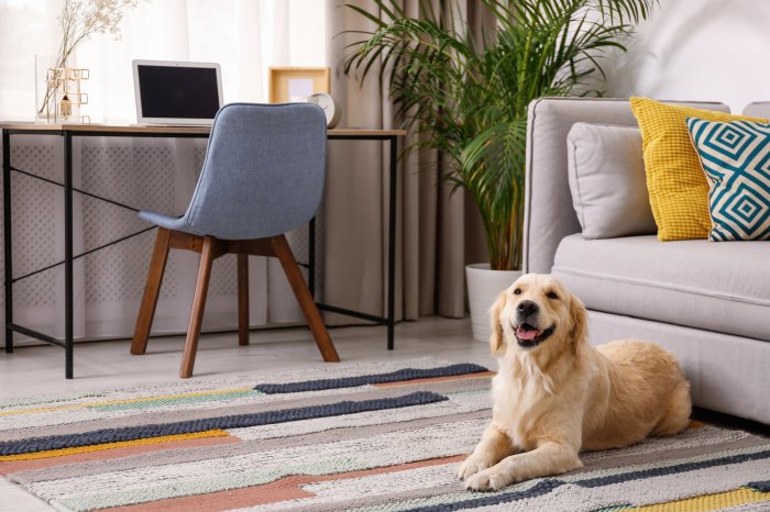 Pet interior decorating owners tips Pet interior decorating owners tips