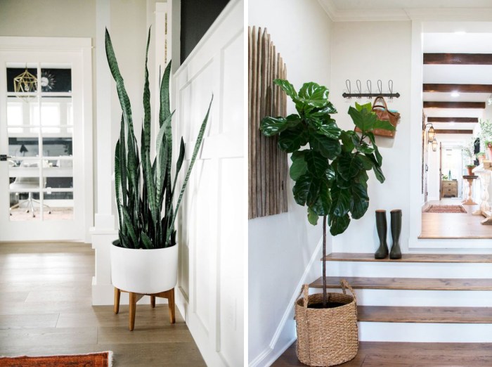 21 Best Beautiful Indoor Plants To Refresh Your Home 21 Best Beautiful Indoor Plants To Refresh Your Home