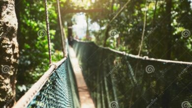 Top Rainforest Hotels with Canopy Walks