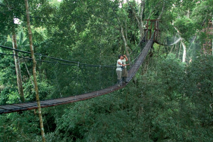 Canopy rainforest walk stock Canopy rainforest walk stock