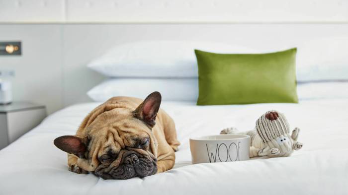 Best Hotels with Pet-Friendly Services and Amenities