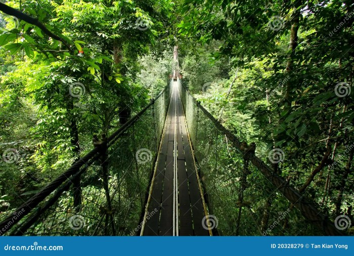 Top Rainforest Hotels with Canopy Walks